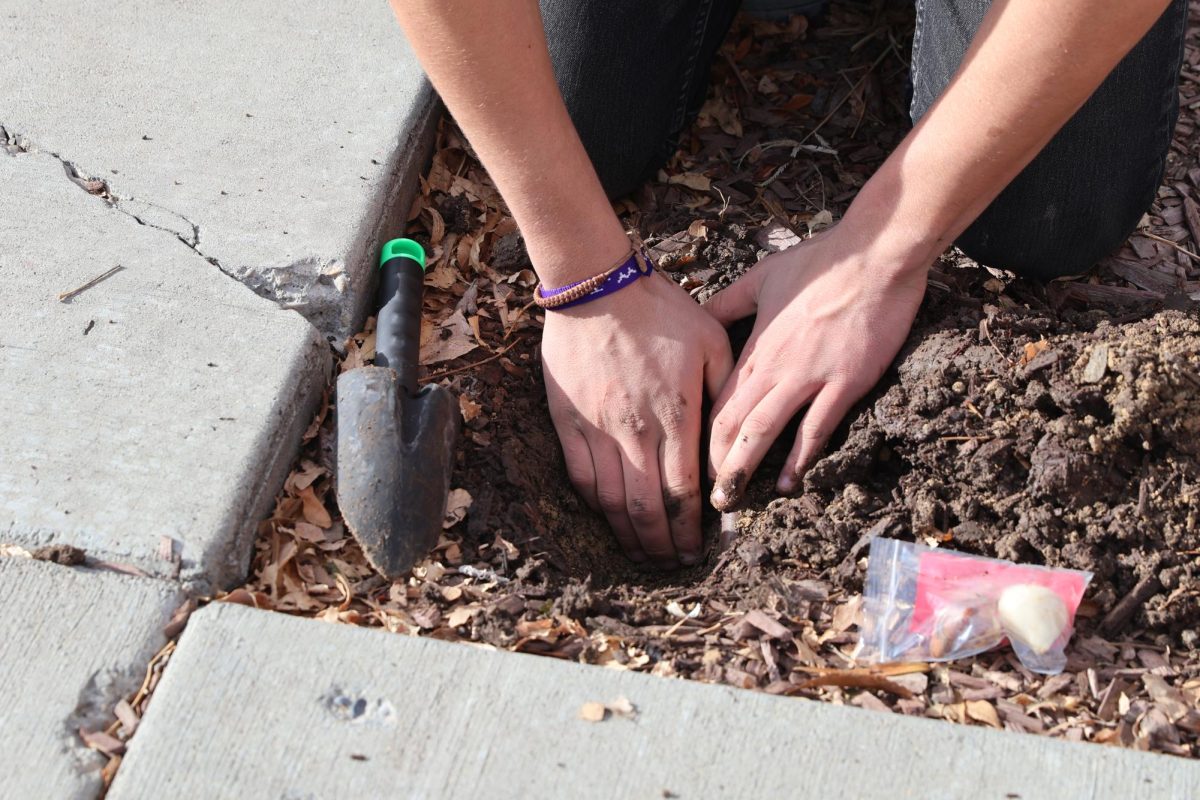 Student planting a red tulip